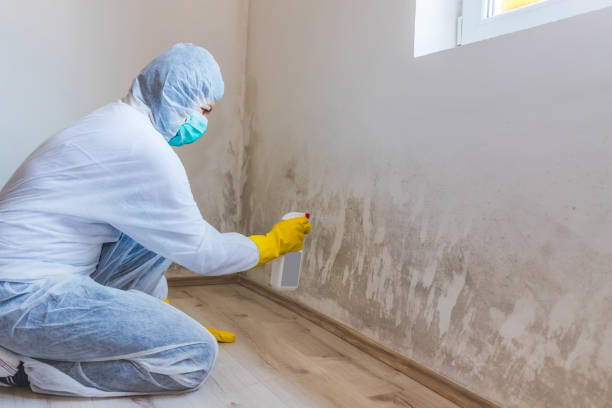 Mold Remediation specialist working in Forest Lake